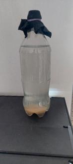 Entporties azijnaaltjes, Dieren en Toebehoren, Ophalen of Verzenden, Gebruikt, Overige typen