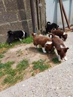 Border collie pups, Dieren en Toebehoren, Honden | Herdershonden en Veedrijvers, België, Fokker | Hobbymatig, CDV (hondenziekte)