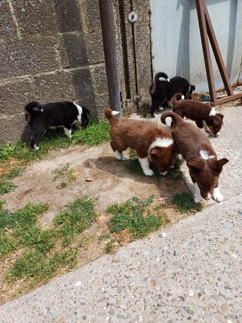 Border collie pups, Dieren en Toebehoren, Honden | Herdershonden en Veedrijvers, Meerdere dieren, Collie, Fokker | Hobbymatig