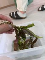 Cryptocoryne Wendtii Green (denk ik), Ophalen