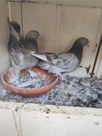 takla duiven, Dieren en Toebehoren, Vogels | Duiven, Meerdere dieren, Tuimelaar of Roller
