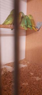 Groenstuiten, Animaux & Accessoires, Oiseaux | Perruches & Perroquets