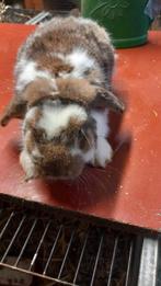 Nederlands hangoortje minilop  te koop