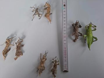Heteropteryx dilatata  beschikbaar voor biedingen