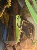 Giant asian mantis 'Hierodula Membranacea', Dieren en Toebehoren, Insecten en Spinnen