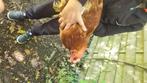 2 leglippen en kippenhok, Dieren en Toebehoren, Vrouwelijk, Kip