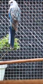 Rosella man, Dieren en Toebehoren