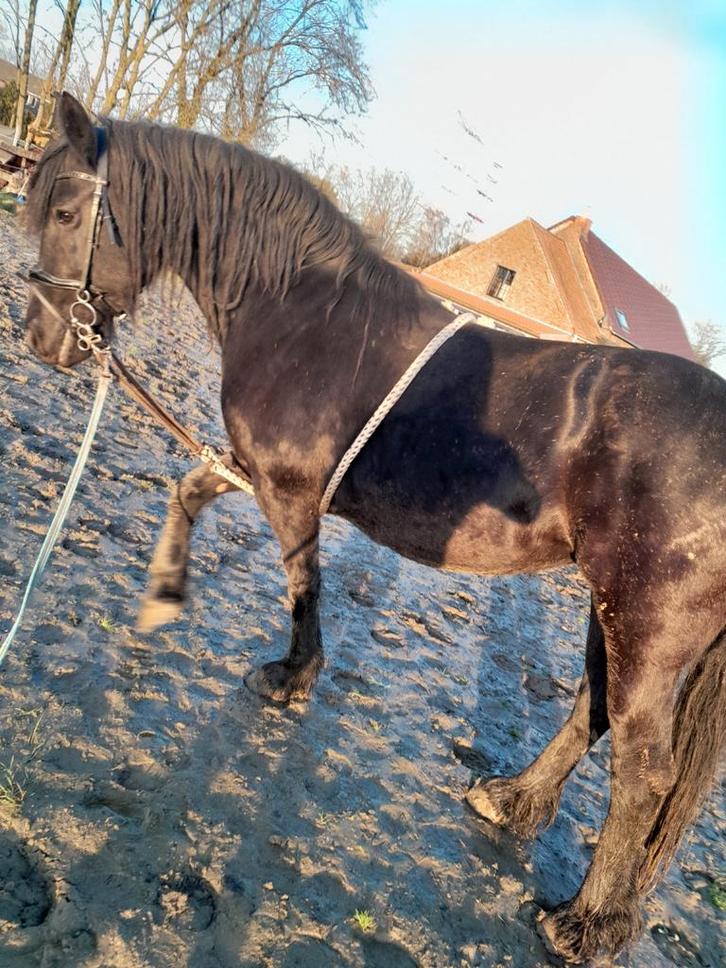 Friese merrie, Animaux & Accessoires, Chevaux, Jument, 160 à 165 cm, 11 ans ou plus, Avec puce électronique, Vermifugé
