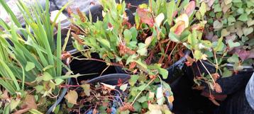 Vijver planten en lava stenen beschikbaar voor biedingen