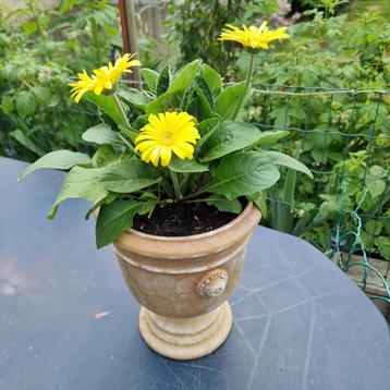 Zeer mooie bloeiende terrassplant Gerbera van eigen kweek  beschikbaar voor biedingen