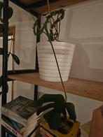 Monstera plant, Enlèvement