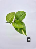 Scindapsus Aureum, Groene kamerplant, Ophalen of Verzenden, Overige soorten, Minder dan 100 cm