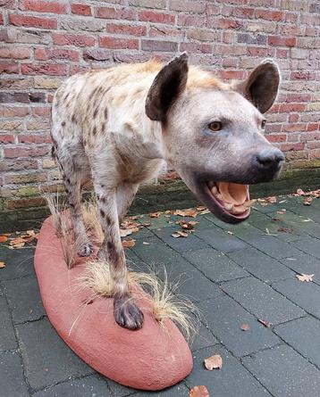 Opgezette hyena taxidermie afrika schedel jacht gewei hert beschikbaar voor biedingen