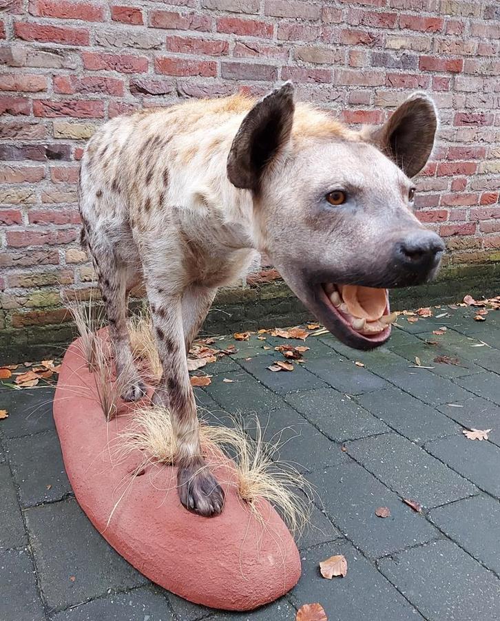 Opgezette hyena taxidermie afrika schedel jacht gewei hert, Verzamelen, Dierenverzamelingen, Opgezet dier, Wild dier, Ophalen