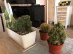 Cactus tous ensemble 85€, Maison & Meubles, Plantes d'intérieur, Cactus