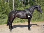 5 jarige chique ruin van Falaise de Muze 1 maand gereden, Hongre, Débourré, 165 à 170 cm, Cheval de saut