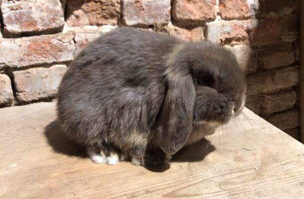Minilop voedstertje ( choco otter), Animaux & Accessoires, Lapins, Nain, Femelle, 0 à 2 ans, Oreilles tombantes