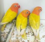 Agapornis fischeri - met DNA ! (2x man, 1x vrouw), Dieren en Toebehoren, Meerdere dieren, Dwergpapegaai of Agapornis, Geringd
