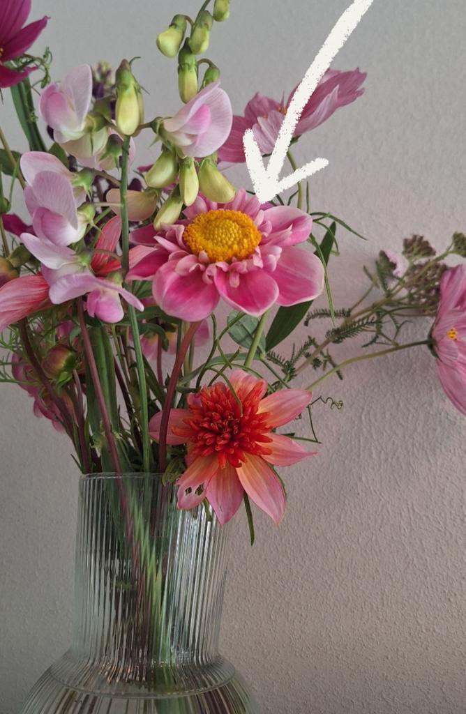 Dahlia knollen "Hartenaas" (3 knollen vr 6 €), Tuin en Terras, Bloembollen en Zaden, Knol, Voorjaar, Volle zon, Ophalen of Verzenden