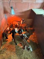 Lammen tekoop, Dieren en Toebehoren, Meerdere dieren, Geit, 0 tot 2 jaar