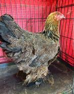 Brahma hen 9 maand, Dieren en Toebehoren, Pluimvee, Vrouwelijk, Kip