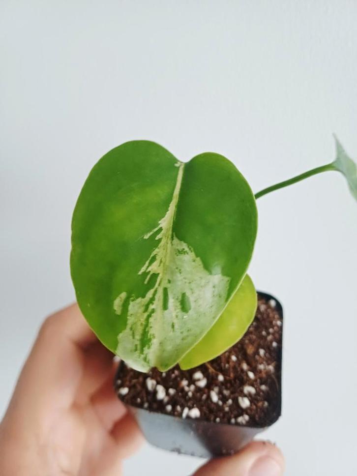 Monstera Bulbasaur, Huis en Inrichting, Kamerplanten, Overige soorten, Minder dan 100 cm, Groene kamerplant, Halfschaduw, In pot