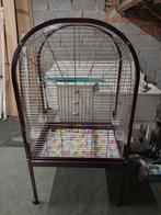 papegaaienkooi, Papegaai