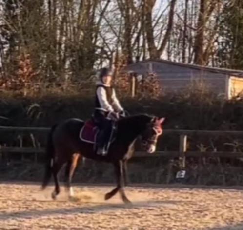 Halve stal/pony gezocht regio Leuven/heverlee, Dieren en Toebehoren, Paarden, Meerdere dieren, Niet van toepassing