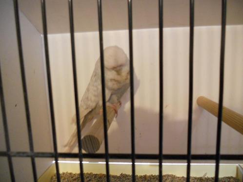 Engelse Grasparkieten Poppen kweekrijp 2023 -  2024, Dieren en Toebehoren, Vogels | Parkieten en Papegaaien, Parkiet, Meerdere dieren
