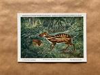 Beschermde Zoogdieren In Belgisch Congo - Reeks 4 (onvoll.), Ophalen of Verzenden, Ongelopen, Wild dier