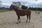 pony, Dieren en Toebehoren, Pony's, Merrie, Gechipt, Springpony, Zadelmak