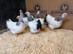 Jonge tamme Wyandotte krielkippen - Gesekst en Ingeënt, Dieren en Toebehoren, Pluimvee, Meerdere dieren, Kip
