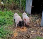 2 gottinger varkens - 4 maanden oud, Dieren en Toebehoren