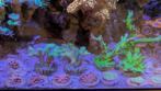 Koralen, Dieren en Toebehoren, Vissen | Aquariumvissen, Zoutwatervis
