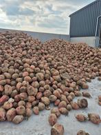 Voederbieten te koop, Ophalen