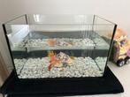 Aquarium compleet met vissen/ steentjes en beeldje, Ophalen, Zo goed als nieuw