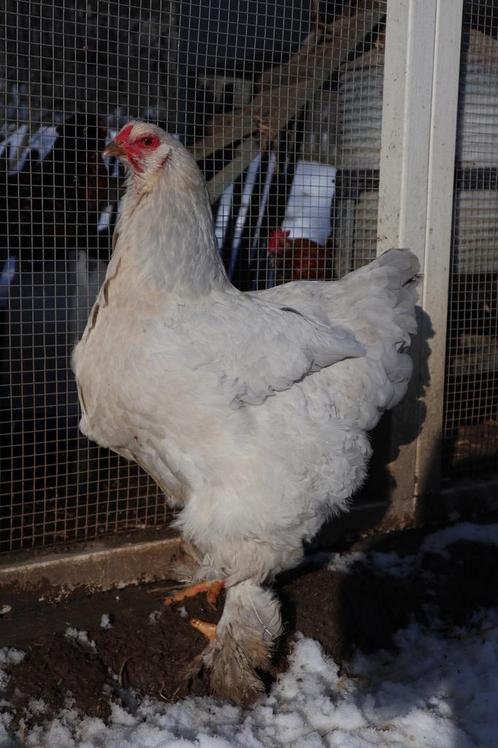 Oeufs fécondés de Brahma Isabelle, Animaux & Accessoires, Volatiles, Poule ou poulet