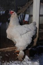 Oeufs fécondés de Brahma Isabelle, Animaux & Accessoires, Poule ou poulet