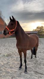 4 jarige new forest merrie, Dieren en Toebehoren, Merrie, Gechipt, 3 tot 6 jaar, Recreatiepony