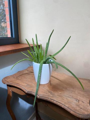 Aloe vera beschikbaar voor biedingen