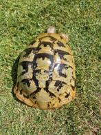 Griekse landschildpadden, Dieren en Toebehoren, Reptielen en Amfibieën, Schildpad, 7 tot 10 jaar