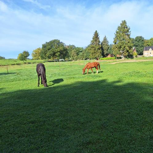 Places en pension prairie à l’année, Dieren en Toebehoren, Stalling en Weidegang, 2 of 3 paarden of pony's