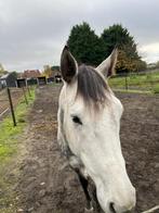 Box à louer avec paddock dans écurie privée.