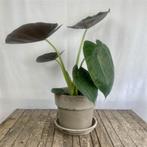 Alocasia Wentii, Ophalen of Verzenden, Halfschaduw