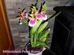 Orchidée parfumée Miltonidium Peter Komp, Maison & Meubles, Plantes d'intérieur, Enlèvement ou Envoi