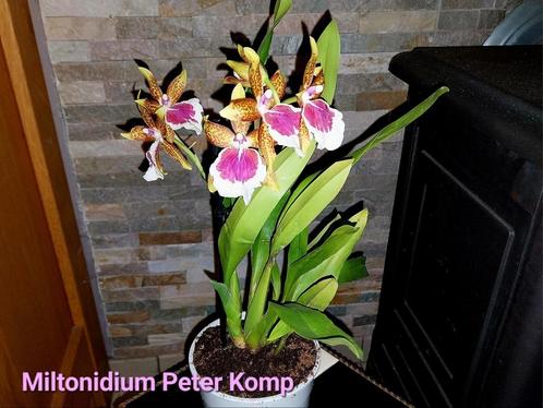 Geurige Orchidee Miltonidium Peter Komp, Huis en Inrichting, Kamerplanten, Ophalen of Verzenden