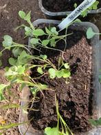 Bloemkool plantjes bio gekweekt., Ophalen