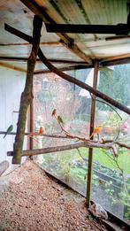 Koppel splendid parkieten., Dieren en Toebehoren, Vogels | Parkieten en Papegaaien, Meerdere dieren, Parkiet