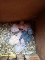 Kakariki voor handopfok, Dieren en Toebehoren, Vogels | Overige Vogels