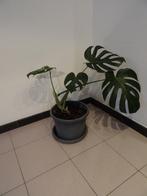 planten, Tuin en Terras, Ophalen, Vaste plant